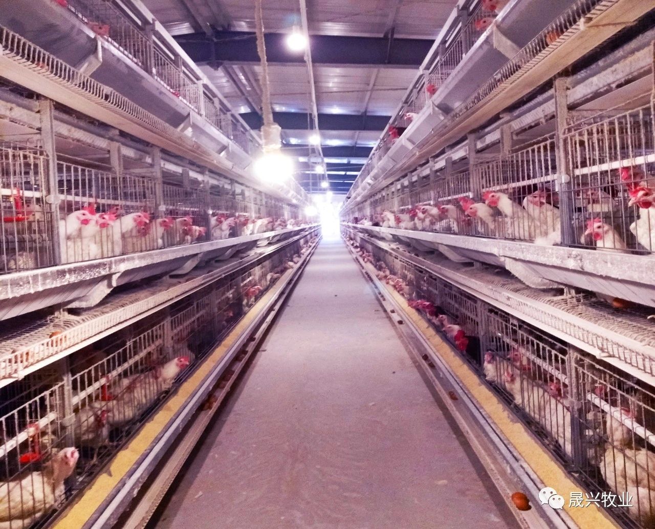 µ°¼¦ÑøÖ³×°±¸ µ°¼¦ÑøÖ³×°±¸