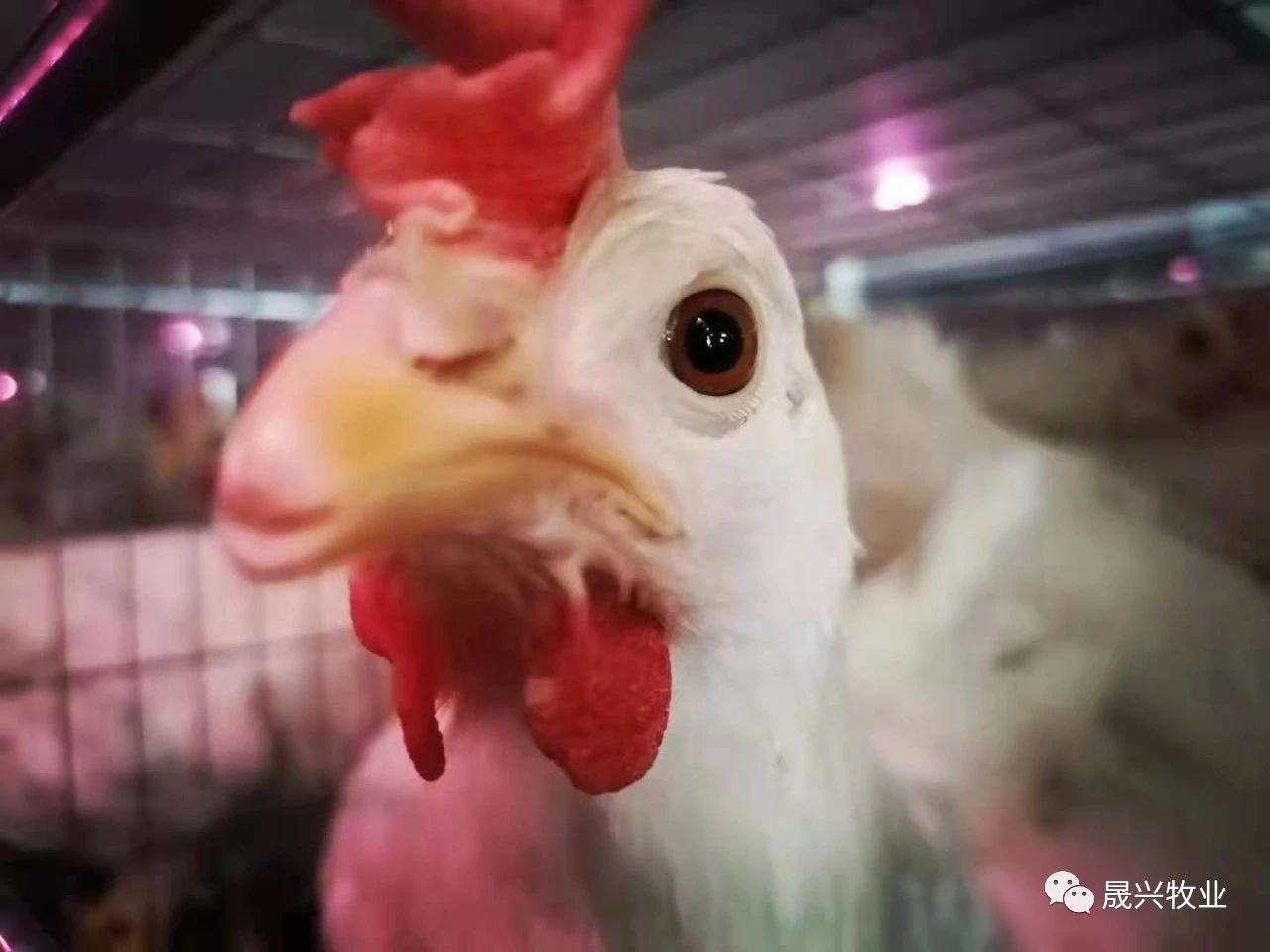 ÖÇÄÜ»¯Ñø¼¦×°±¸ ÖÇÄÜ»¯Ñø¼¦×°±¸