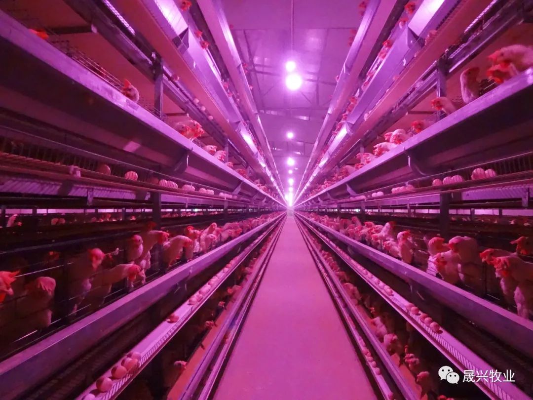 ÖÇÄÜ»¯Ñø¼¦×°±¸ ÖÇÄÜ»¯Ñø¼¦×°±¸