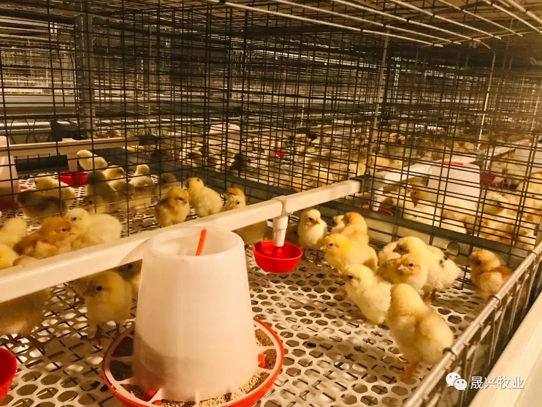 ÖÇÄÜ»¯Ñø¼¦×°±¸ ÖÇÄÜ»¯Ñø¼¦×°±¸