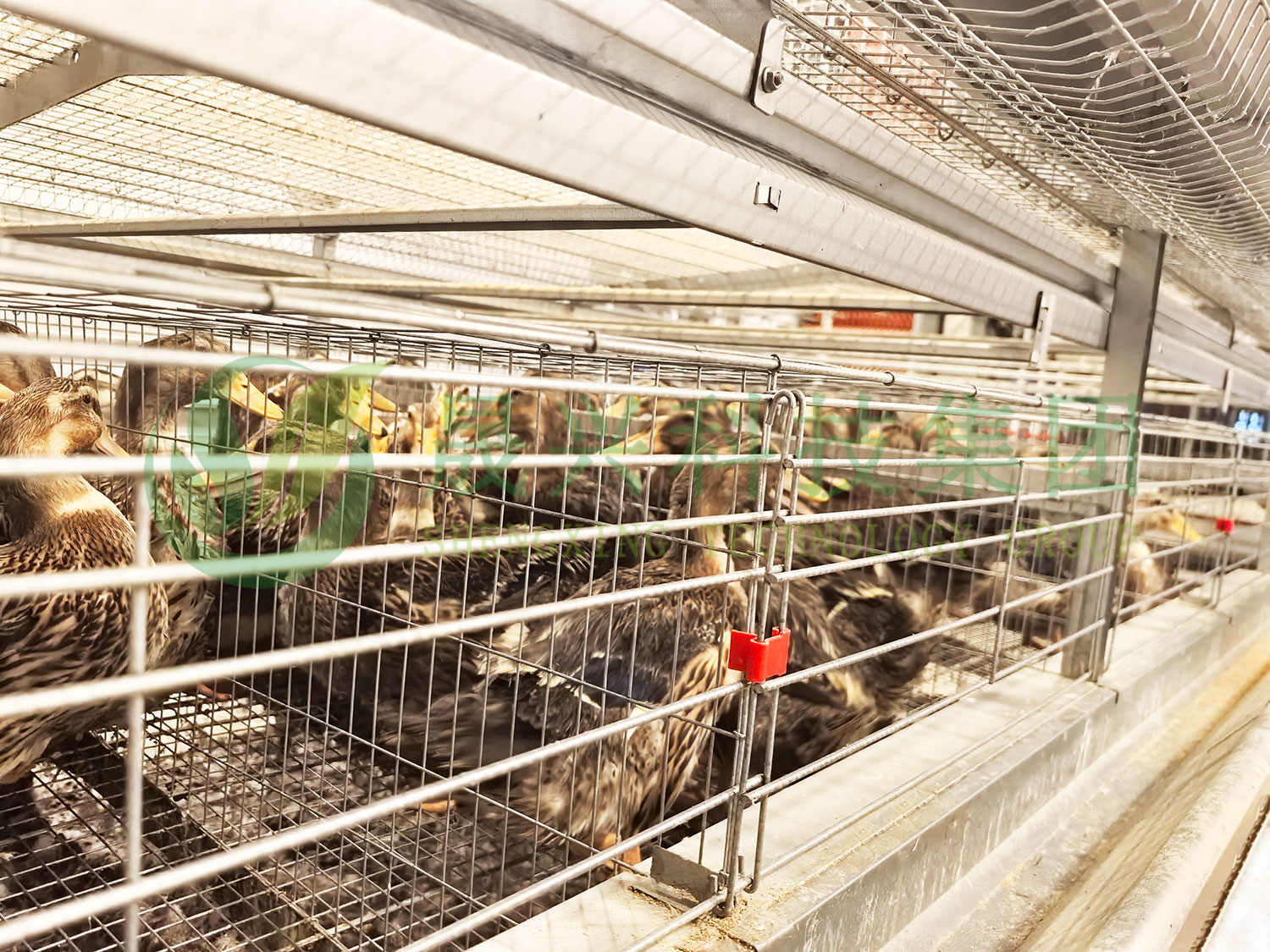 ����Ѽװ��